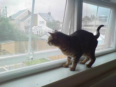 قطة تقف على حافة النافذة ، والنافذة مصنوعة من شاشة الحشرات المجلفنة.
