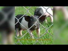 أمريكي Temp سلسلة وصلة السياج النسيج 6 أقدام X 8 أقدام لوحات دورية المحيط GAW الغالبية