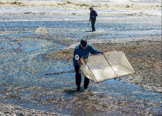 شبكة وايت بيت سبيكة 10meshx10mesh لإصلاح شباك وايت بيت أو صنع الشاشات