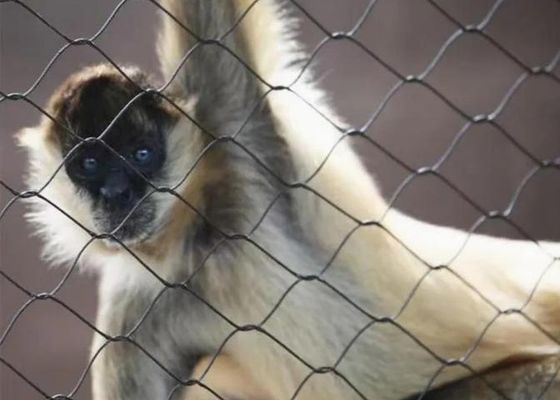 شبكة حبل سلكي من الفولاذ المقاوم للصدأ Ss 304 Ss 316 شبكة حبل من الفولاذ المقاوم للصدأ للبيع