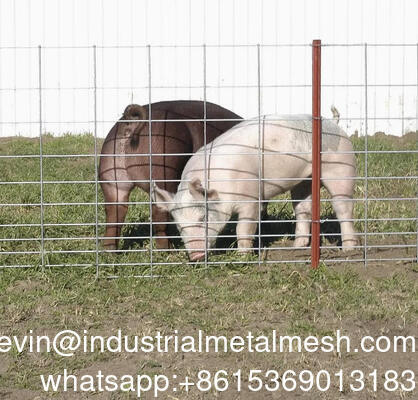 شبكة سلكية ملحومة مجلفنة للسياج الحديقة مقاس 6 مم